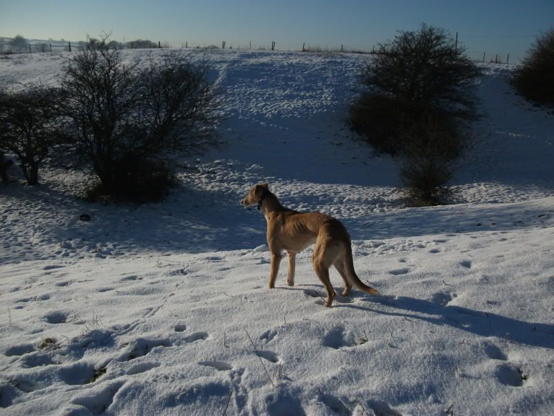 lurchers003.jpg