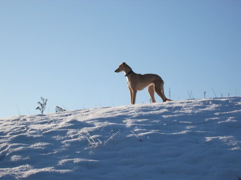 lurchers005.jpg