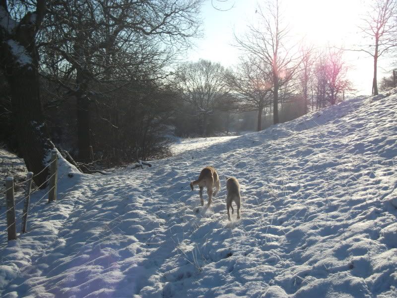 lurchers011.jpg