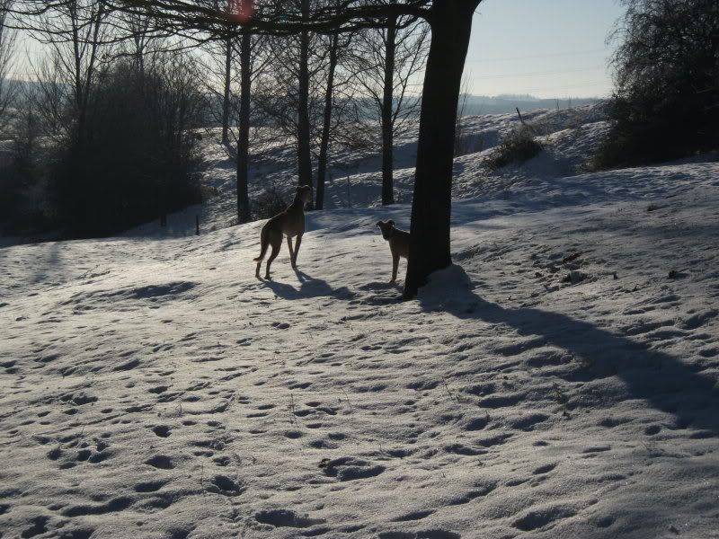 lurchers012.jpg