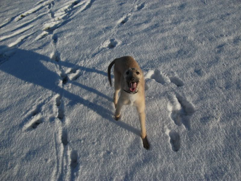 lurchers014.jpg