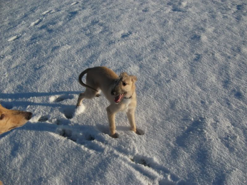 lurchers015.jpg