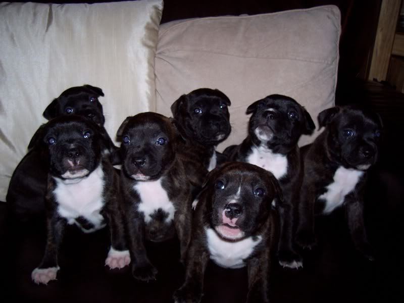 jinxpups2001.jpg