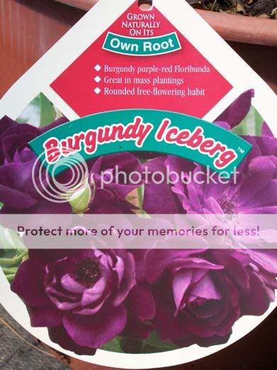   Floribunda Purple Rose 1 Gal. Bush Live Plant Shrub Roses Now  