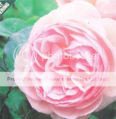  ) Soft Pink Small Climber Roses Large Flower Plant Rose Bush   