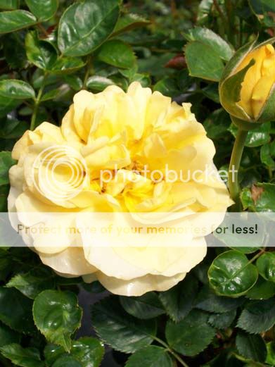   Gold 2 Gallon Rose Floribunda Plant Roses Hardy Zones 5 9 Now  