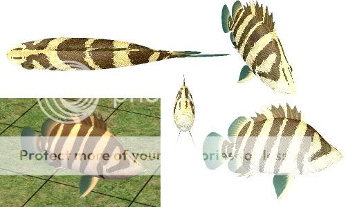 http://i83.photobucket.com/albums/j302/MagentaSFV/savagesims/savageaquariumtigerfish.jpg