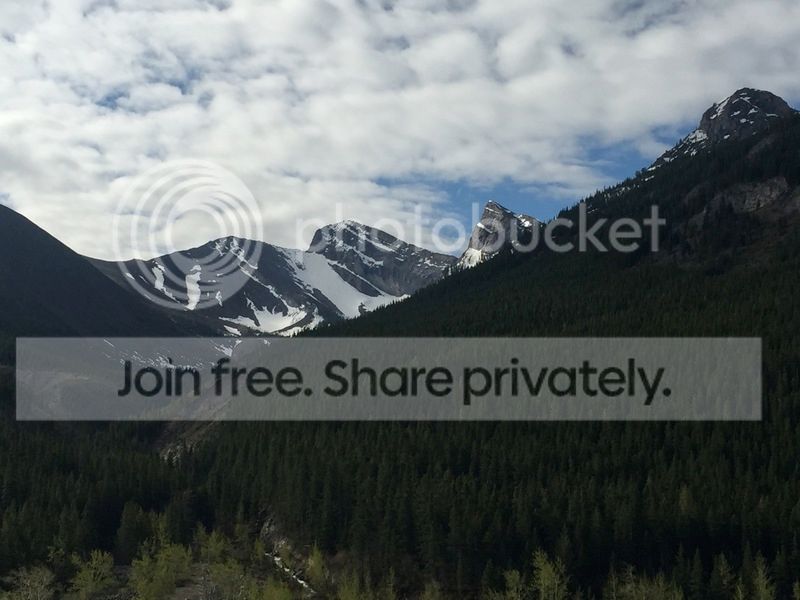 photo birchck_zpsb0km41l6.jpg