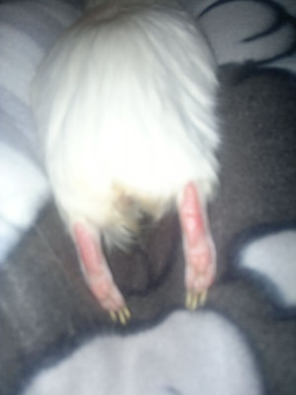 Cotton_chickenlegs.jpg