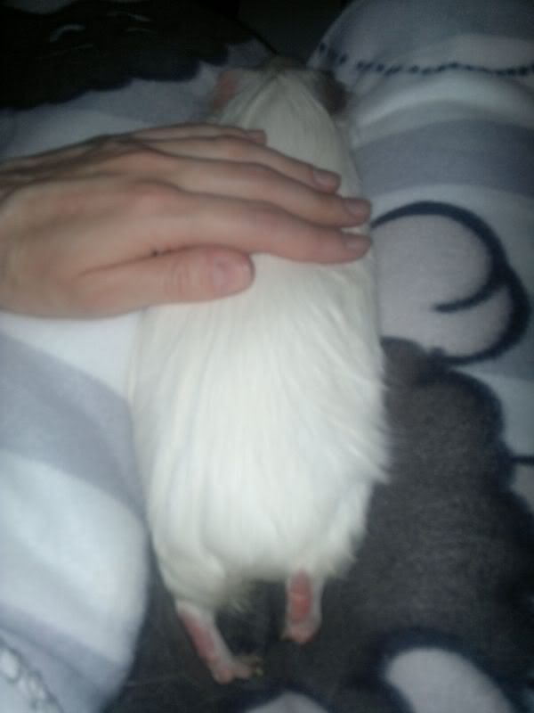 Cotton_stretched.jpg