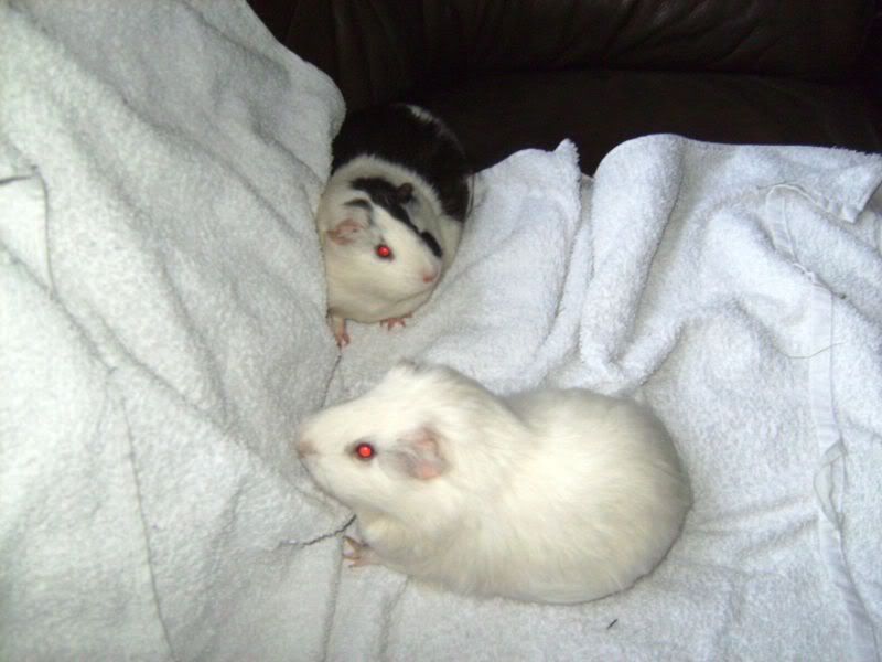 PatchandSparkyonthesettee_1.jpg