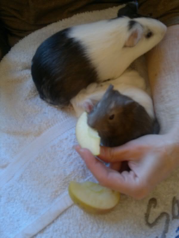 Patchandbabiesonmylap_1-1.jpg