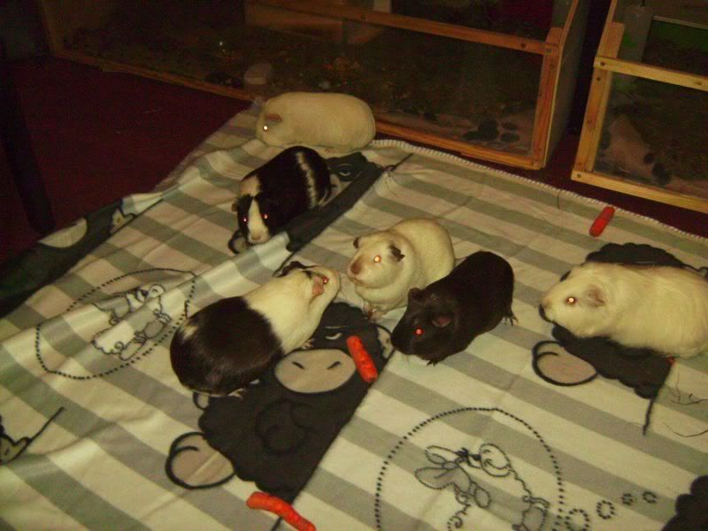 Piggiesonblanket_3.jpg